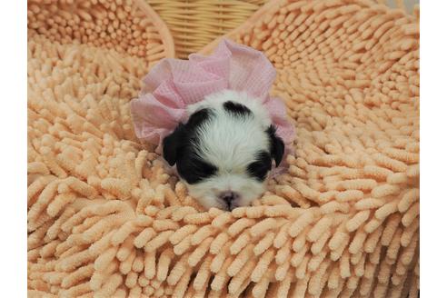 成約済の埼玉県のその他の犬種-103658の2枚目